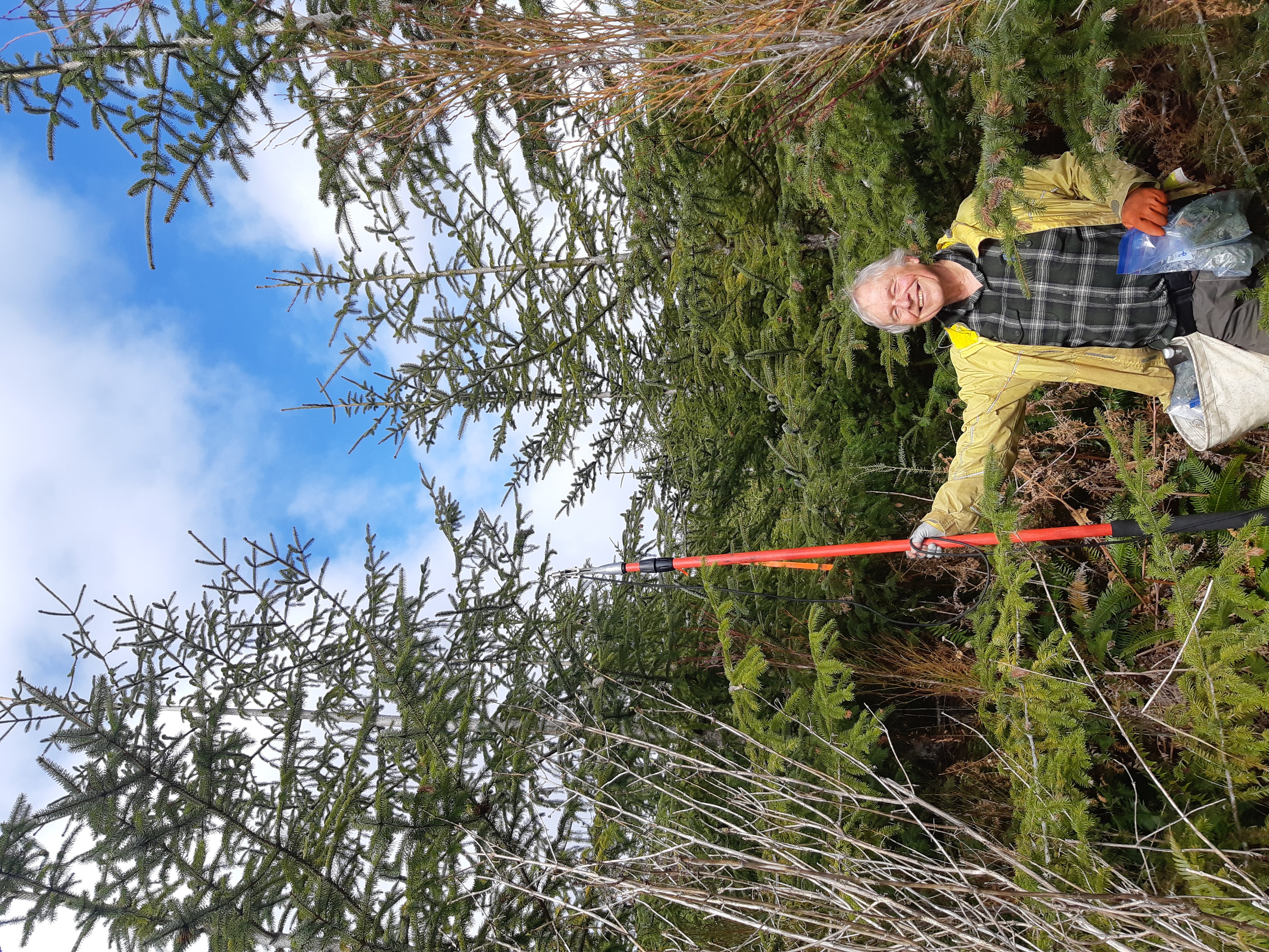 A photo of a smiling scientist gesturing to a healthy spruce tree.