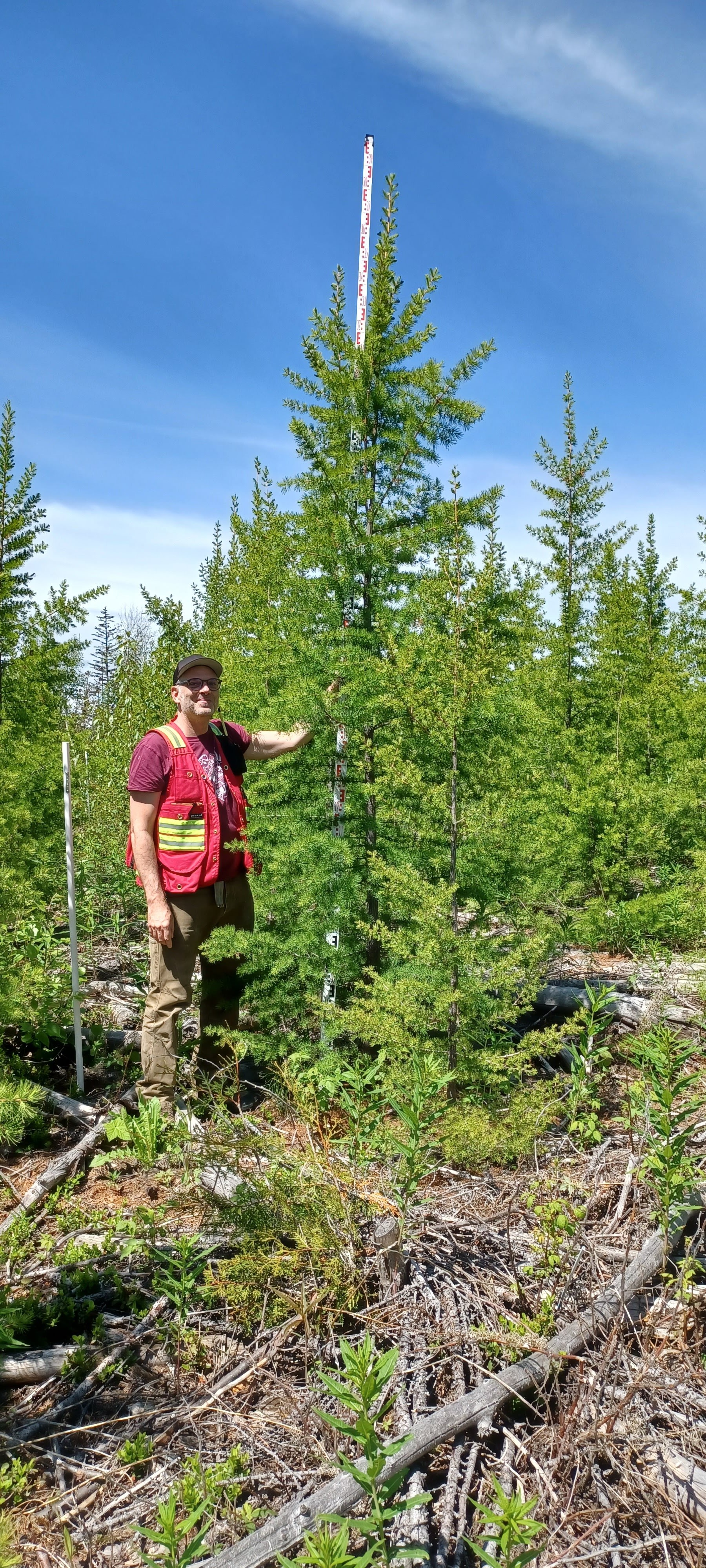 A researcher in a red and yellow safety vest holds a measuring stick beside a 4-metre-tall tree.