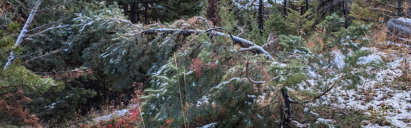 an image of a tree damaged by snowpress and bent almost horizontal