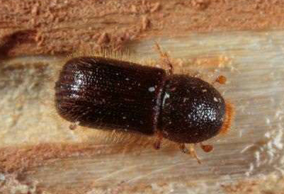 a close up of a adult western balsam beetle on tree fibre