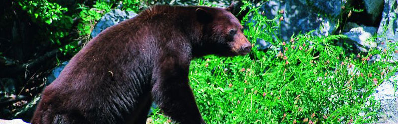 a black bear on a tree