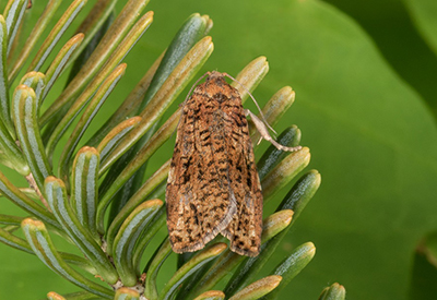 close up of eastren spruce moth on a tree