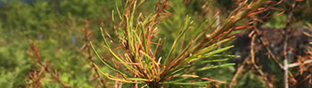 larch needle blight