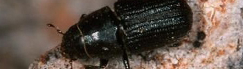 mountain pine beetle