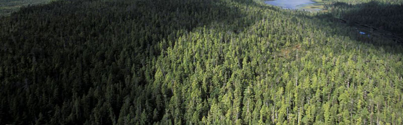 an image of a forest on the north coast as seen from the air