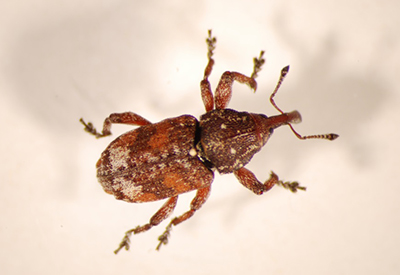 close up of a white pine weevil