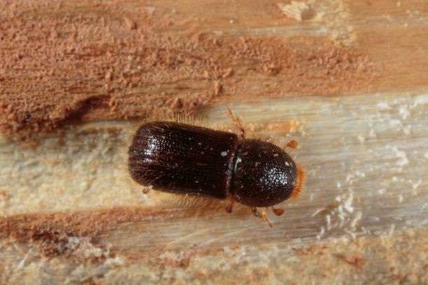 Adult Western balsam bark beetle
