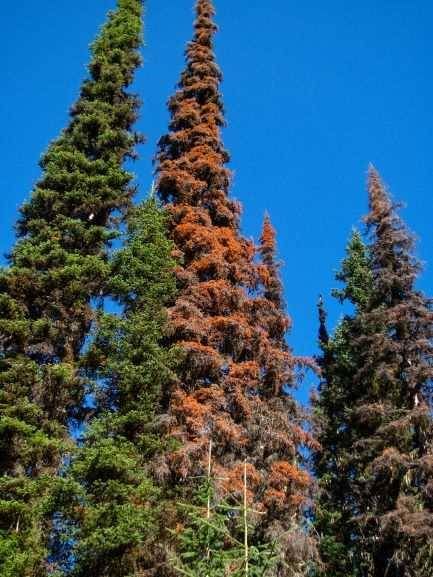 Attacked trees - Western balsam bark beetle
