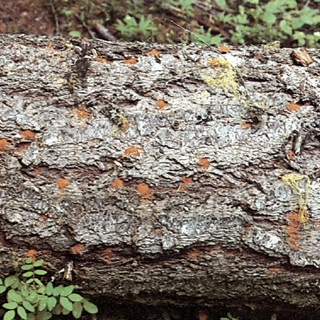 Boring dust on a tree