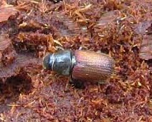 Douglas-fir beetle