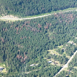 douglas-fir beetle damage near Williams Lake