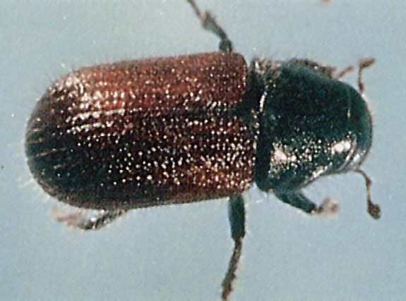 Omineca Spruce Beetle image