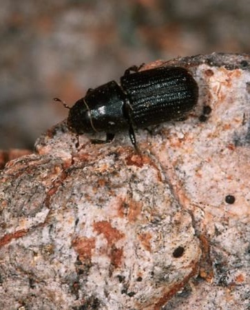 Mountain pine beetle on bark