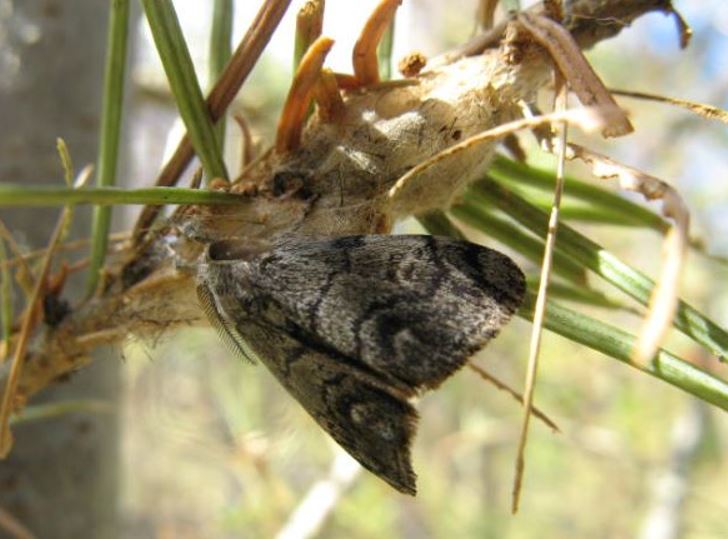Male moth on a twig
