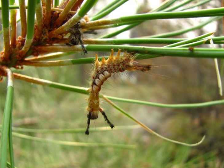 larvae stretched out to show the body