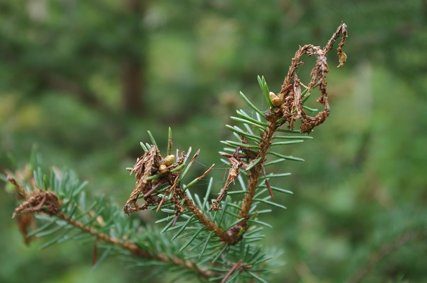 damaged spruce branch