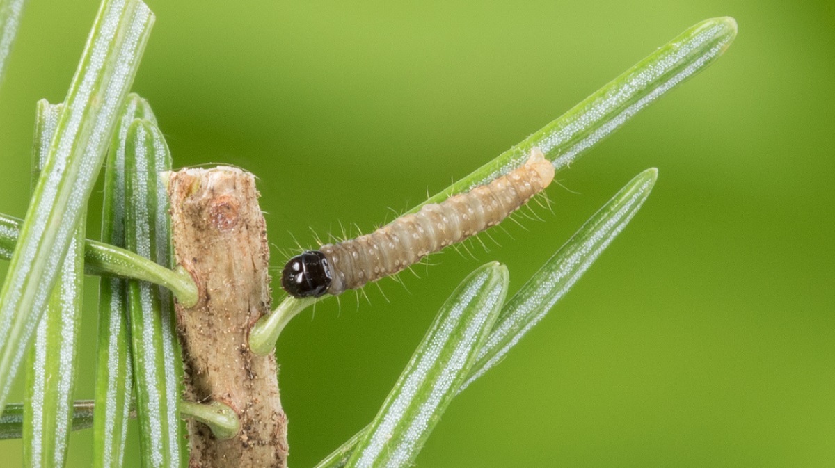 larvae crawling on a twig