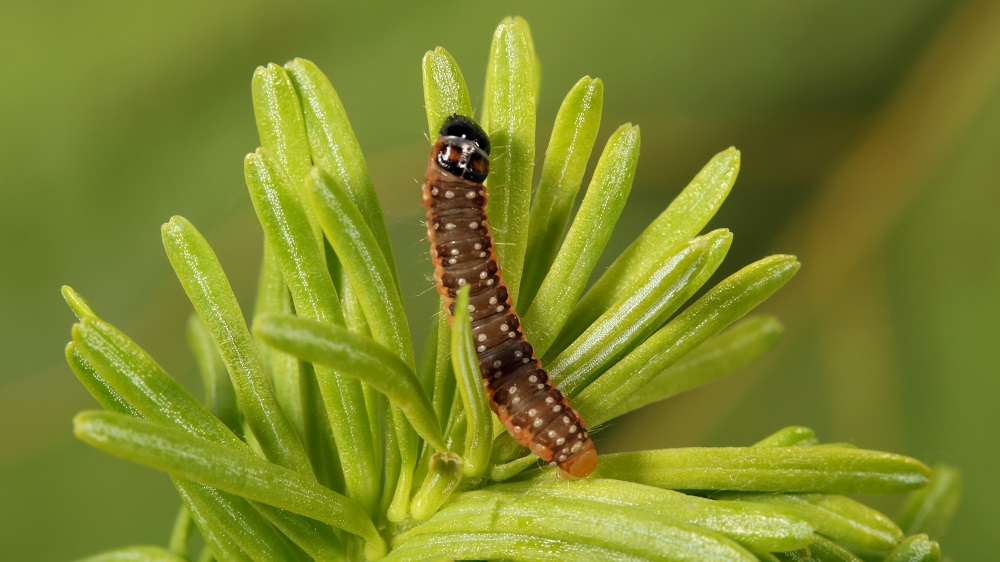 Mature larvae eating
