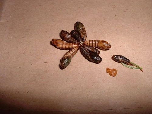 Several pupae, showing size variation and colour