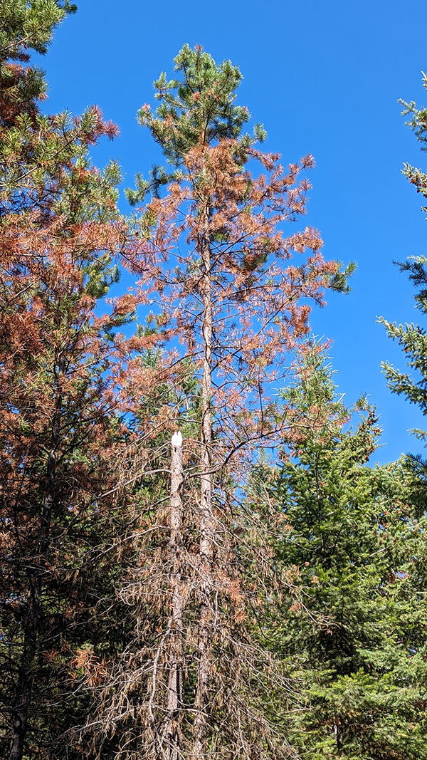 a picture of a tree with damage due to drought conditions