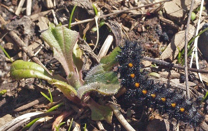 Caterpillar on the forest floor