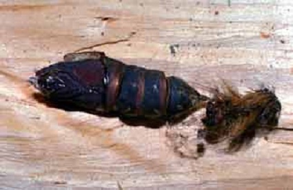 An empty cocoon. Note cast-off caterpillar skin to the right of the cocoon.