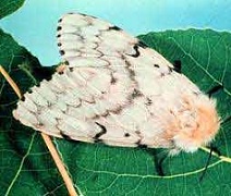 Adult female gypsy moth.