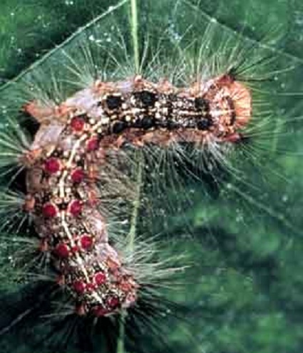 An older caterpillar. Note that the coloured spots on its back are more obvious. Also note the distinctive markings on the head.