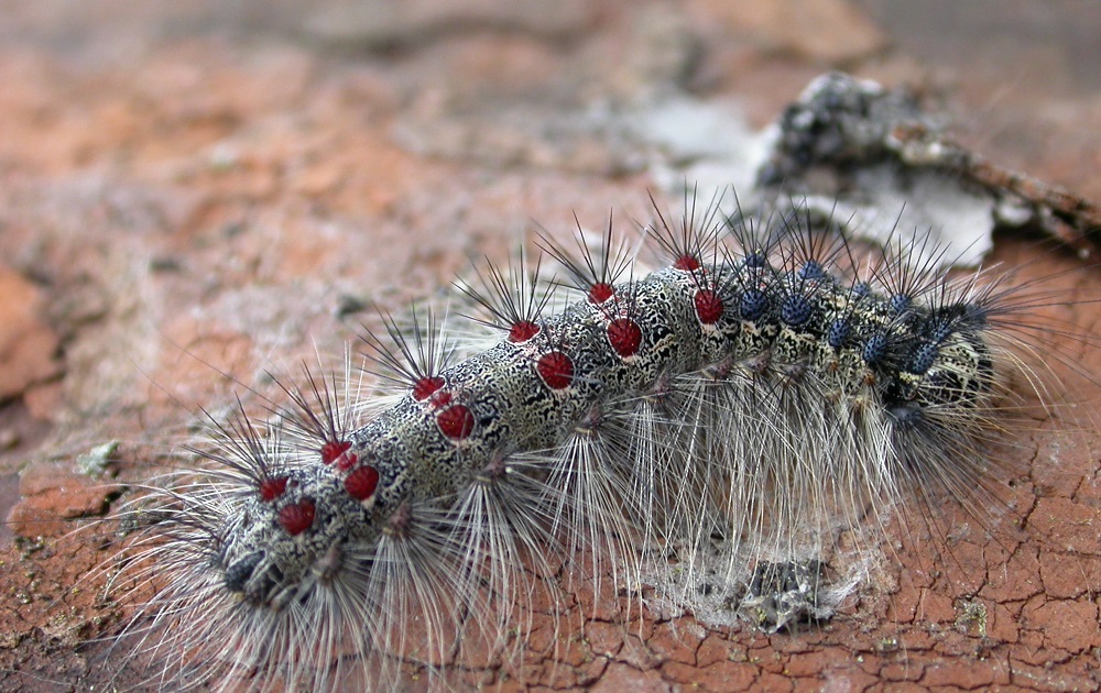 A younger caterpillar. Note the hairy body and the coloured spots on its back.