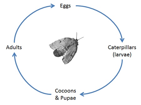 asp caterpillar life cycle