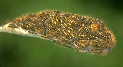 Many caterpillars in a tent