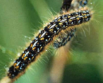 Close up of a caterpillar 