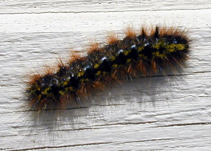 Caterpillar on wood