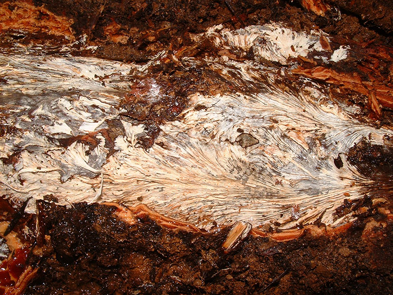 armillaria fans on a tree trunk