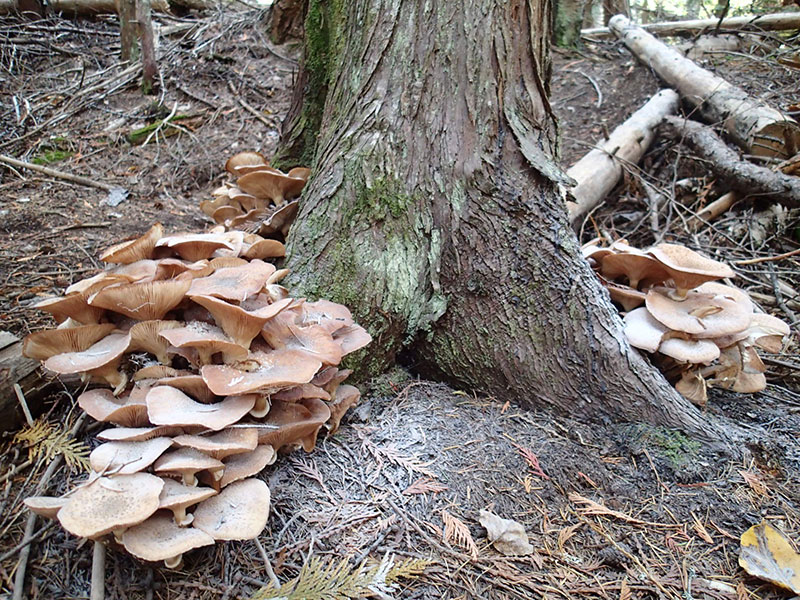 armillaria attacking a cedar tree