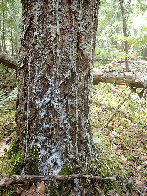 armillaria causing resinosis on the tree trunk