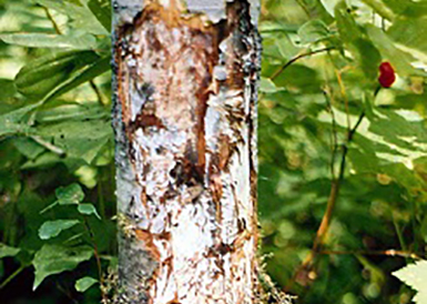 effects of root disease shown as damage to trunk