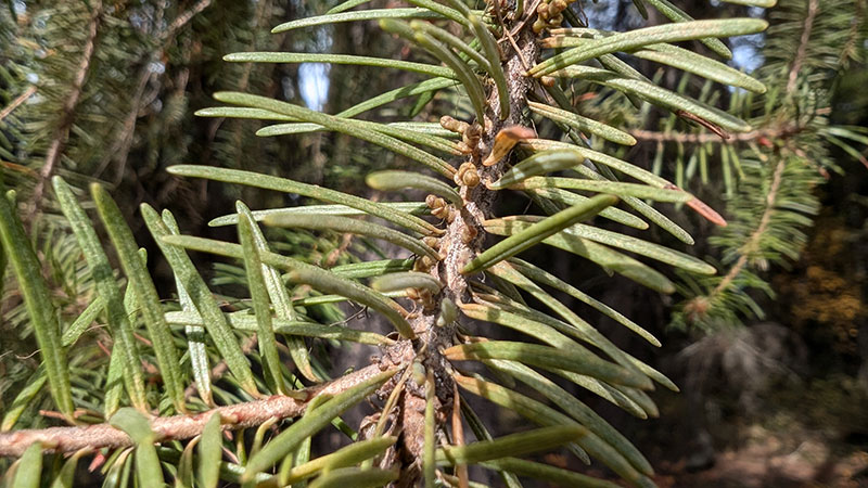 douglas fir dwarf mistletoe on a stem