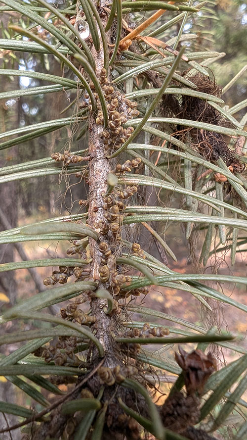 douglas fir mistletoe on a stem