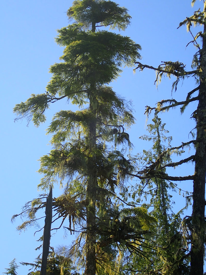 dwarf mistletoe broom on a hemlock