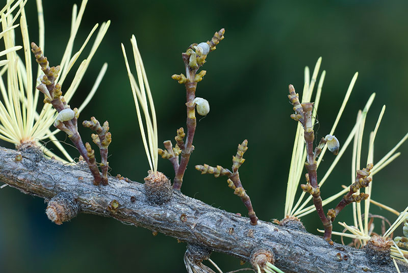 larch dwarf mistletoe on a stem