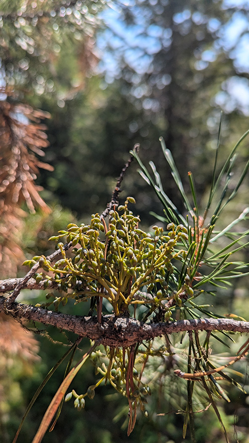 dwarf mistletoe on a lodgepole pine