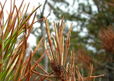 red tree needles due to a forest tree pathogen