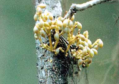 parasitic dwarf mistletoe infecting a host tree