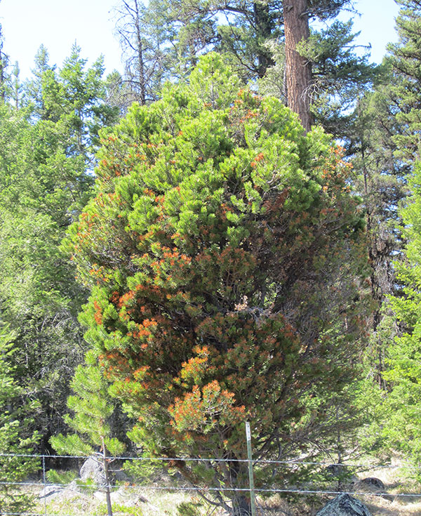 the effects on an elytroderma on a tree