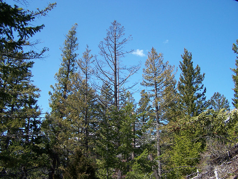 the effects of laminated root rot on a tree