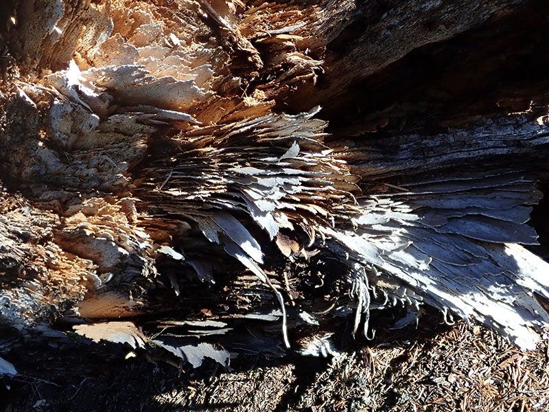 close up of laminated root rot damage