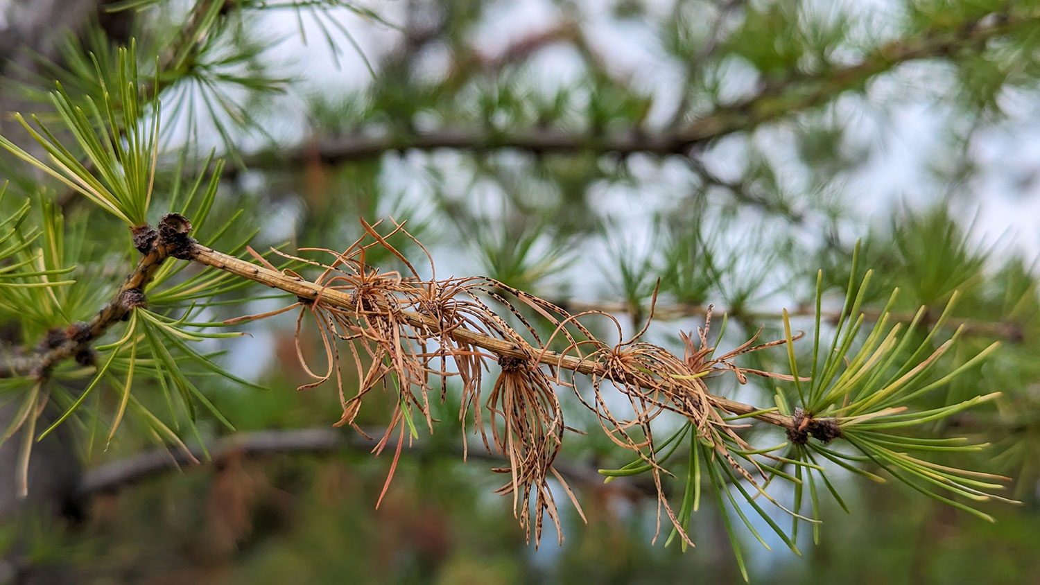 the branch of a larch showing the effects of larch needle blight