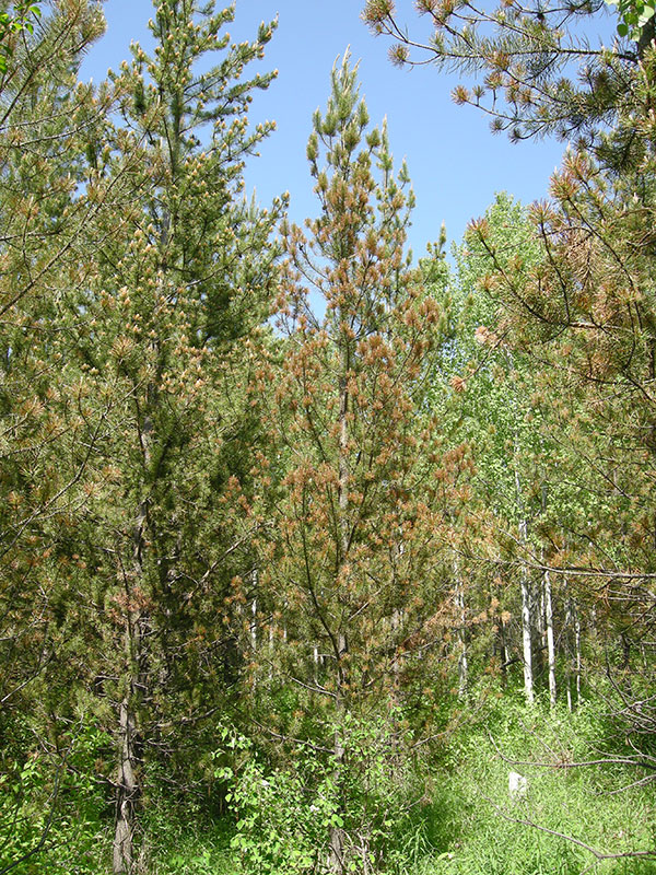 lophodermella damage to a tree