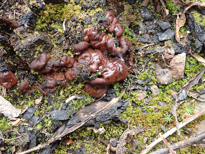 fruiting bodies around the base of a tree